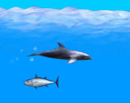 llatos - Dolphin