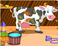 llatos - Holstein cow care