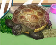 Pet turtle jtk